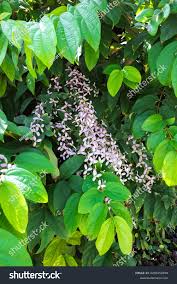 Image result for Congea