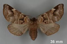 Image result for Pygaera timon