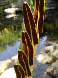 Image result for Acrostichum