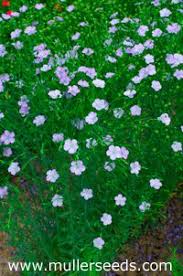 Image result for Linum usitatissimum