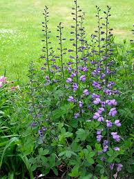 Baptisia white wild indigo (baptisia alba). Baptisia Australis Ex Purple Smoke Seed