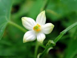 Image result for Zehneria parvifolia