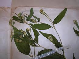 Image result for Blainvillea gayana