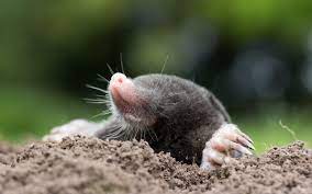 Maybe you would like to learn more about one of these? How To Get Rid Of Moles In The Garden How To Garden Advice