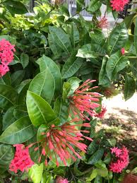 Image result for Ixora coccinea
