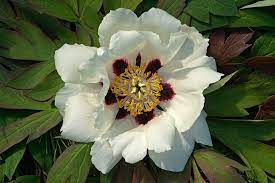 I've moved many peonies in the past and all successfully. How To Grow Tree Peonies Rhs Gardening