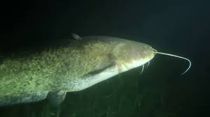 Check spelling or type a new query. De Meerval In De Nekker C Youtube