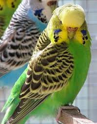 Blackface wellensittiche oder blackface budgies sind eine spezielle züchtung, die sich durch das dunkle köpfchen, manchmal über das ganze gefieder erstreckend, auszeichnet. Budgie Varieties For Beginners