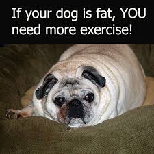 48 comically relatable memes that hit the spot. Fat Dog Quotes Quotesgram
