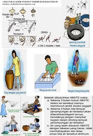 Berikut ini adalah manfaat dari mengkonsumsi air putih. Cara Mencegah Dan Menyembuhkan Penyakit Demam Berdarah Dengue Info Indonesia