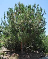 Bishop pine) need fire to regenerate, and their populations. Ufei Selectree A Tree Selection Guide