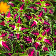 Coleus Painted Nettle Seeds Plectranthus Scutellarioides Amazon Co Uk Garden Outdoors In 2020 Flower Garden Design Rose Seeds Flower Seeds