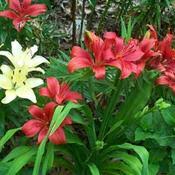 I know they were a favorite of mine. Lily Lilium Red Border Lilies In The Lilies Database Garden Org