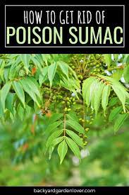 2 use an herbicide that is absorbed through the leaves. How To Get Rid Of Poison Sumac For Good