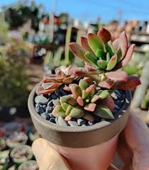 Founded in 1929, the cactus and succulent society of america (cssa) is a worldwide community of avid gardeners, hobby and commercial horticulturists, nurserymen, and professional scientists who all share an appreciation for cacti and other types of succulent plants. Succulents Archives Cactus Jungle