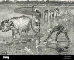 Agriculture india 19th century hi-res ...