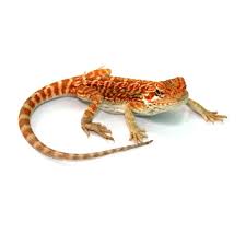 Drago Barbuto Pogona Vitticeps Anguana