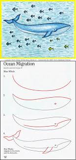Whale Lesson Draw Write Now 4 Draw Your World Draw Write Together Drawing Lessons Easy Drawings Whale Drawing