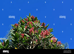 Image result for Triplaris americana