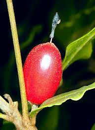 Image result for Synsepalum