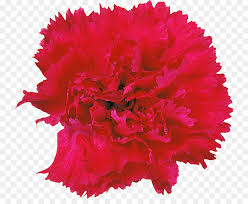 Flowers Clipart Background Png Download 800 721 Free Transparent Carnation Png Download Cleanpng Kisspng Download this carnations, red, flowers png clipart image with transparent background or psd file for free. flowers clipart background png download