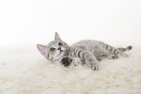 Of course, every cat is different and just like with people some will be 'big boned' and others will have. How Often Should You Feed A Kitten Health Kitten Whiskas Uk