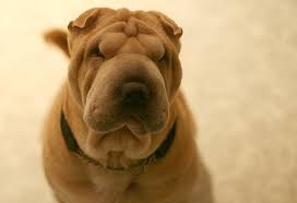 Check spelling or type a new query. Shar Pei Rassebeschreibung Wesen Haltung Und Pflege