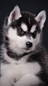 Cute Puppies Wallpaper For Mobile Phone Tablet Desktop Computer And Other Devices Hd And 4k Wallpapers Puppy Wallpaper Husky Puppy Cute Husky Puppies
