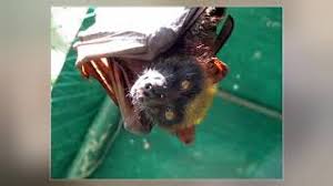 While many would consider the bats terrifying, they're quite harmless. Giant Golden Crowned Flying Fox Youtube