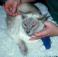Diagnosis And Treatment Of Feline Pancreatitis Veterinary Practice