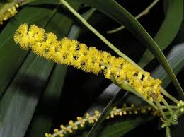 Image result for Acacia auriculiformis