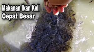 Ketahui bagaimana memulakan perniagaan penternakan ikan keli dengan cara yang betul dan sistematik. Download Ternakan Ikan Keli Dalam Kanvas Mp4 3gp Mp3 Flv Webm Pc Mkv Daily Movies Hub