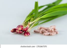 Image result for Eleutherine bulbosa