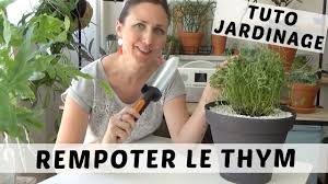 Loin des yeux, loin du cœur ! Planter Le Thym En Pot Plantes Aromatiques En Potager Urbain Youtube