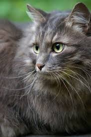 Looks Like Daisy Chats Gris Chat Poil Long Chien Chat