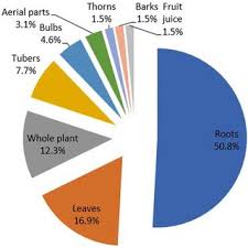 Image result for Dicoma galpinii