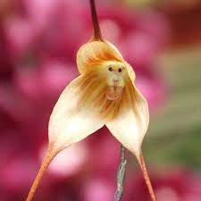 Monkey Face Orchid Funny Bizarre Amazing Pictures Videos Strange Flowers Beautiful Orchids Monkey Orchid