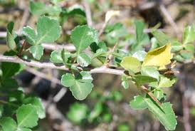 Image result for Commiphora africana