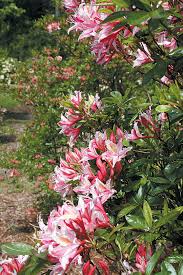 Pacific Horticulture Society Smith Mossman Western Azalea Garden Azaleas Garden Azaleas Garden Inspiration