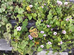 Image result for Ipomoea trinervia
