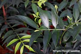 Image result for Nageia