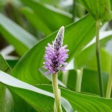 Image result for Pontederia