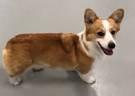 Our corgi puppies have all required documents, & are available for sale at a cheap price. Pembroke Welsh Corgi Puppies For Sale Breeders Iowa City Family Forever Puppies