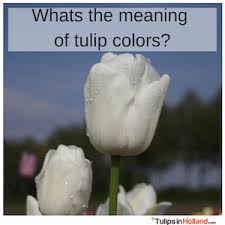 Meaning Of Tulip Colors Tulips In Holland