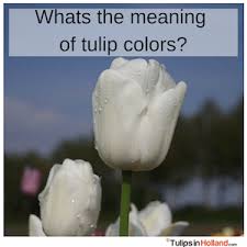 meaning of tulip colors tulips in holland