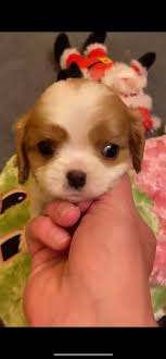 Love my baby. Question: how do I deal/fix separation anxiety?? My baby just  wait for me all day when I'm gone😪