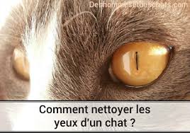 Le larmoiement est un réflexe naturel visant à protéger les yeux. Soins Chaton Infection Chat Vision Du Chat Yeux De Chat Les Yeux Du Chat Soin Chat Laver Chat Oeil Qui Coule Maladie Des Yeux Du Chat Oeil De Chat Nettoyer Yeux Produit