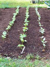 Maybe you would like to learn more about one of these? Beginner Gardening Final Spacing For Bush Beans And Black Eyed Peas 1 By Stephanietx