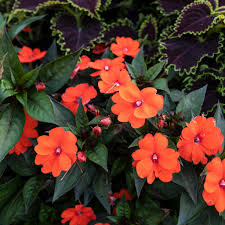 Image result for Impatiens