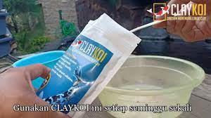 Merencanakan dan mempertimbangkan bentuk skema filter kolam ikan koi merupakan tahapan yang sangat penting jika anda ingin memiliki kolam ikan yang terpelihara dengan baik. Clay Koi Penjernih Kolam Koi Sebening Kristal Youtube